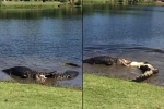 Ocean Ridge Plantation, Ocean Ridge Plantation, alligators battle on north carolina golf course, Alligators