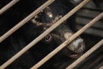 bear bile, coronavirus, bear bile touted as a potent coronavirus treatment by china, South east asia