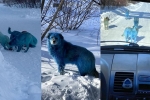viral, Russia, bright blue stray dogs found in russia, Dogs