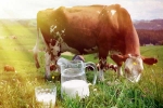 Cow Milk for health, Cow Milk Consumption, ten health benefits of consuming cow milk, Healthy food