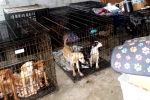 Dog Meat South Korea breaking updates, Dog Meat South Korea updates, consuming dog meat is a right of consumer choice, Dogs