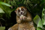 Red list, endandgered species, cute but deadly the critically endangered slow lorises, Red list