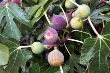 Are Figs Really Vegetarian Or Non-Vegetarian? Are Figs Really Vegetarian Or Non-Vegetarian?