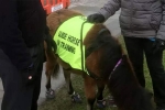 guide horse, Patel, indian origin man with eye condition to get guide horse in uk, Briton