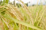 GI Tag, GI Tag, ipab to allot gi tag to indian basmati rice, Ipab