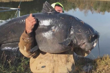 North Carolina man reels in massive 112 pound&nbsp;catfish
