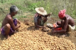 how do potatoes grow, potato farming at home, pepsico case potato farmers in gujarat seek compensation for harassment, Snatch