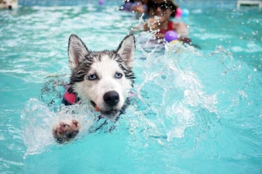 How can swimming boost your Dog&rsquo;s Fitness?