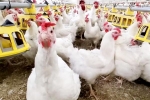 Bird flu new updates, Bird flu USA, bird flu outbreak in the usa triggers doubts, United states