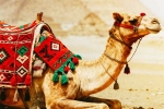 Camel Milk health benefits, Camel Milk latest updates, benefits and side effects of camel milk, Ios 26 Camel Milk health benefits, Camel Milk latest updates, benefits and side effects of camel milk, Ios 26