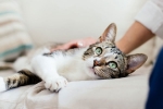 new york, coronavirus, two pet cats in new york test positive for covid 19, Pet dogs