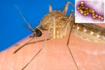 West Nile Virus cause, West Nile Virus mosquito, russia warns of west nile virus, West nile virus
